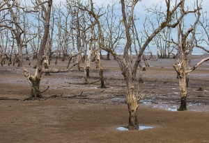 Mangrovy